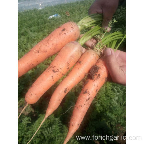 Fresh Carrot With Good Quality